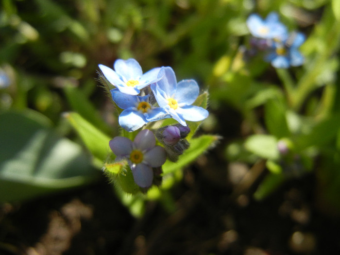 Myosotis alpestris (2012, April 16)