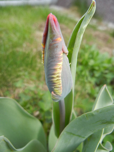 Tulipa Rococo (2012, April 14)