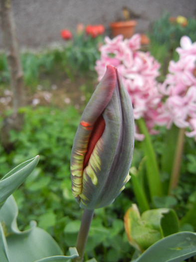 Tulipa Rococo (2012, April 15)