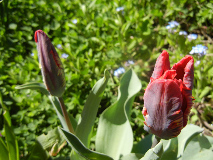 Tulipa Rococo (2012, April 16)
