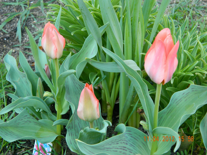 006 - 4_APRILIE