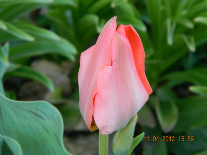 007 - 4_APRILIE