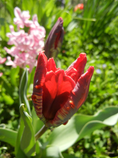 Tulipa Rococo (2012, April 16)