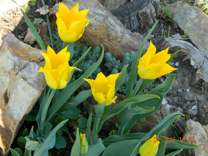 008 - 4_APRILIE