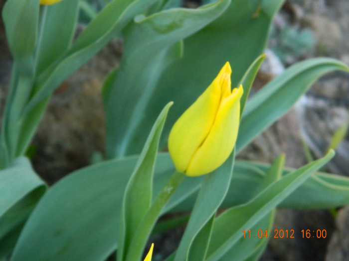 010 - 4_APRILIE