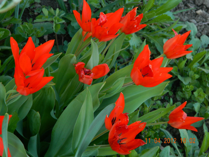 013 - 4_APRILIE