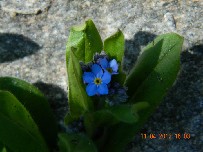 014 - 4_APRILIE
