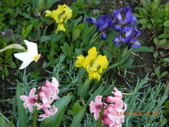 018 - 4_APRILIE