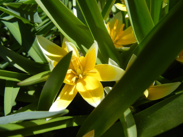 Tulipa Tarda (2012, April 16) - Tulipa Tarda