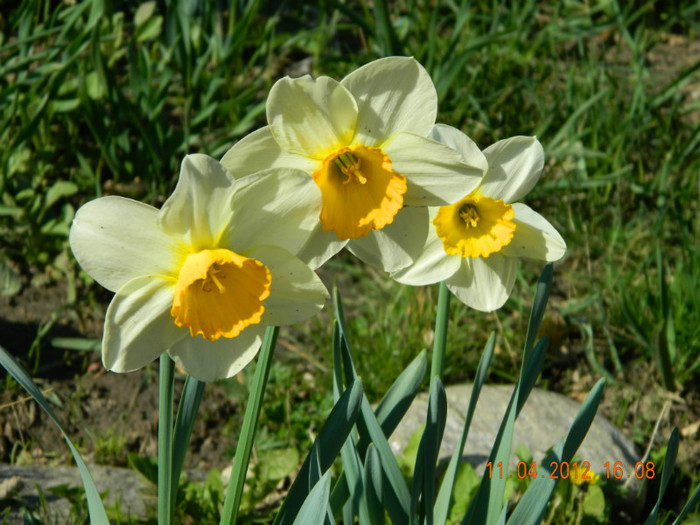025 - 4_APRILIE
