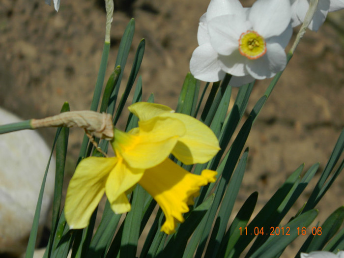 026 - 4_APRILIE