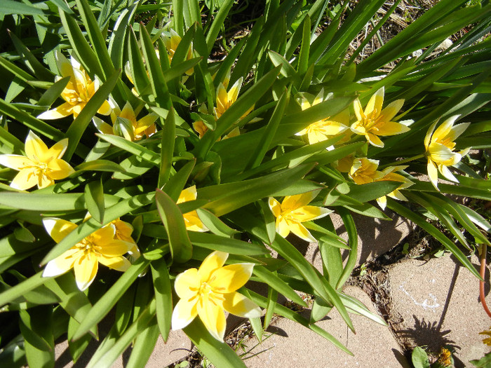 Tulipa Tarda (2012, April 16) - Tulipa Tarda