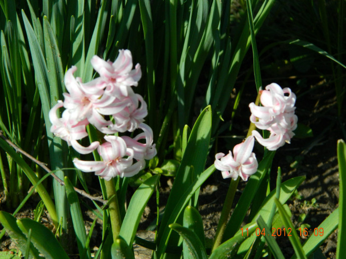 028 - 4_APRILIE