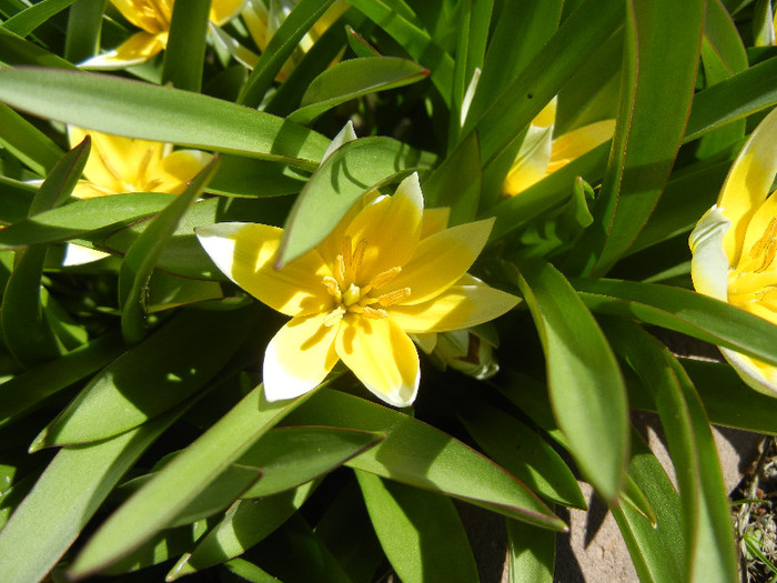 Tulipa Tarda (2012, April 16)