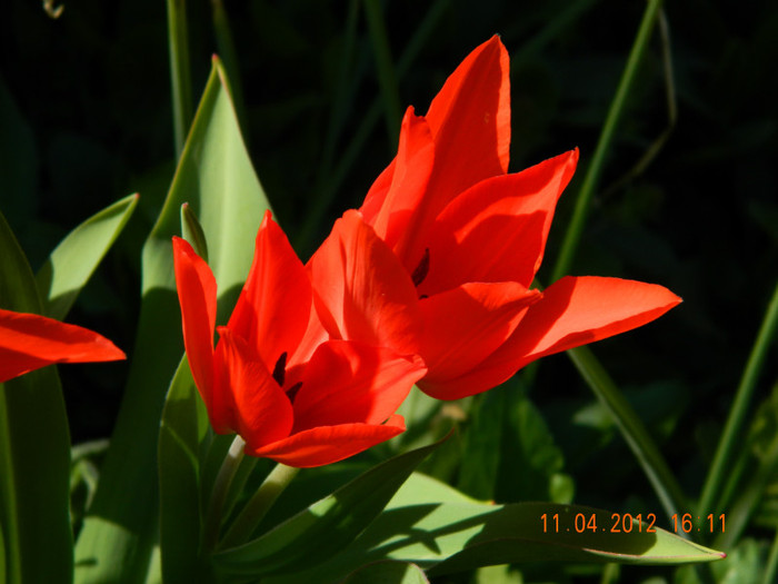 030 - 4_APRILIE