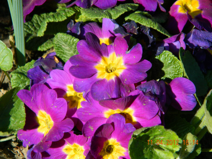034 - 4_APRILIE