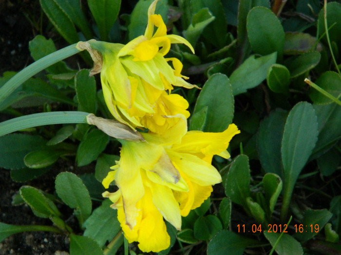 041 - 4_APRILIE