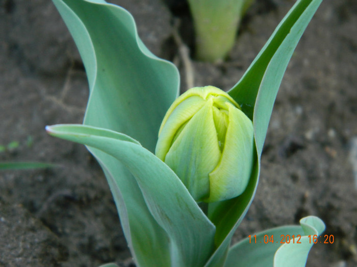 042 - 4_APRILIE