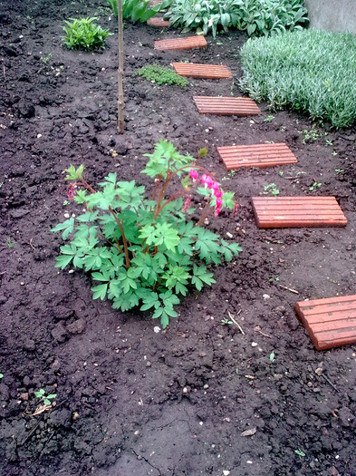 dicentra - Primavara 2012