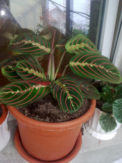 maranta