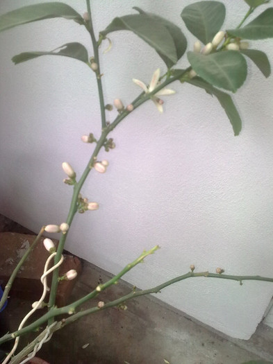 flori de lamai - Primavara 2012