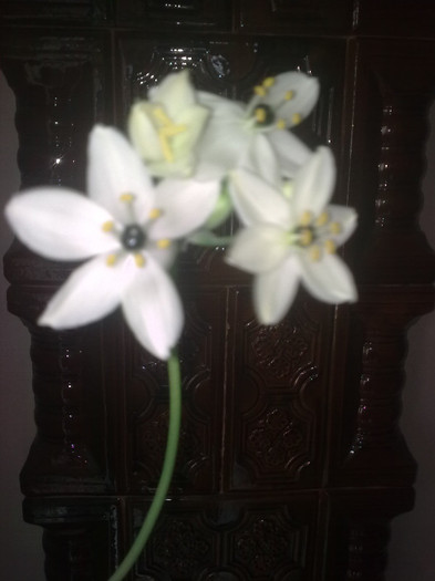 ornithogalum arabicum - Primavara 2012