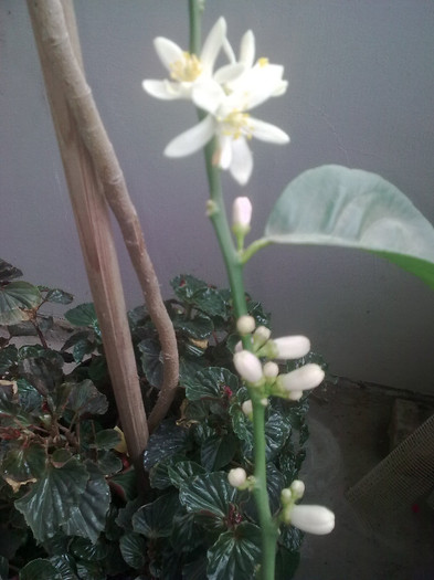 flori de lamai - Primavara 2012