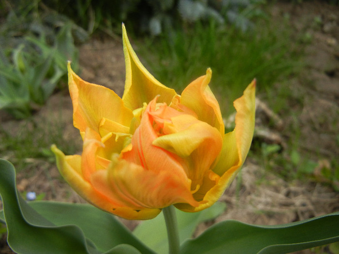 Tulipa Willem van Oranje (2012, April 14)