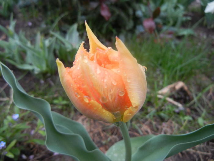 Tulipa Willem van Oranje (2012, April 15)
