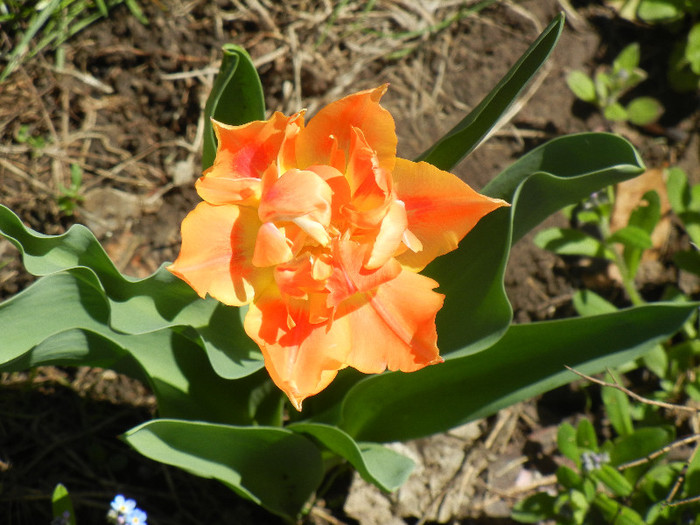 Tulipa Willem van Oranje (2012, April 16)