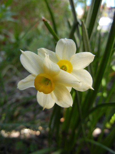 Narcissus Minnow (2012, April 16)