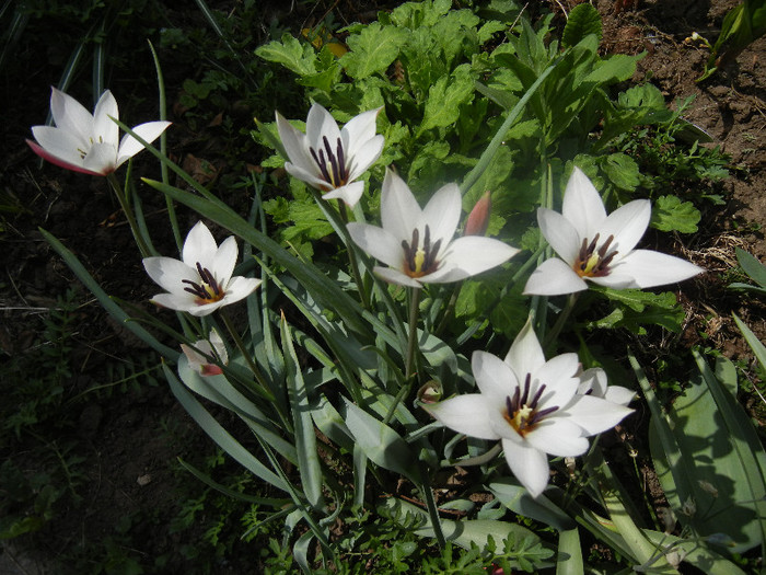 Tulipa Peppermint Stick (2012, April 14)