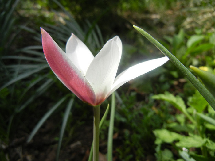 Tulipa Peppermint Stick (2012, April 14)