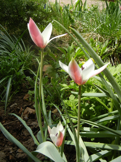 Tulipa Peppermint Stick (2012, April 14)