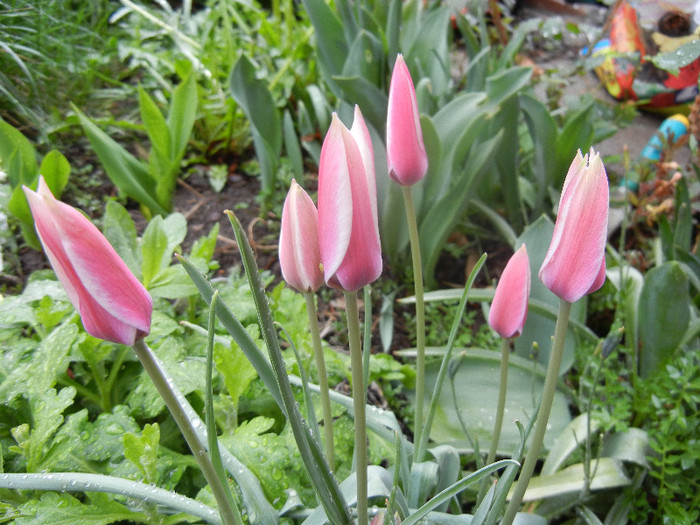 Tulipa Peppermint Stick (2012, April 15)