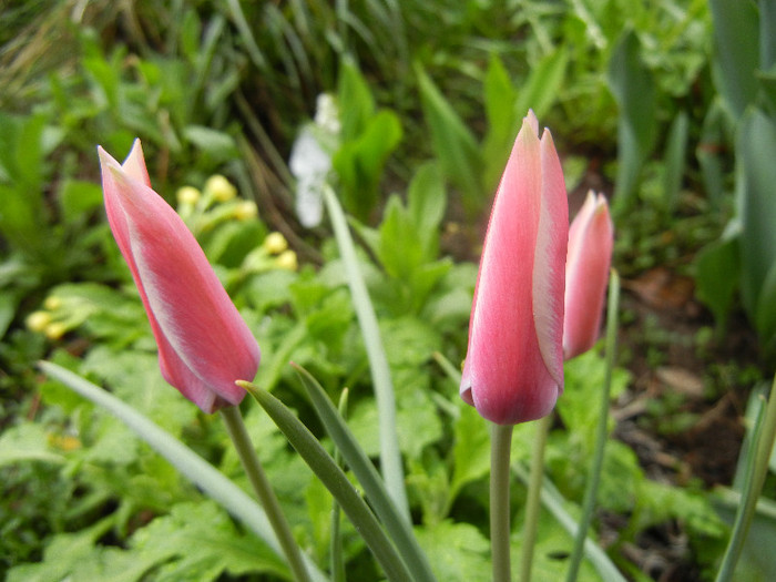 Tulipa Peppermint Stick (2012, April 15)