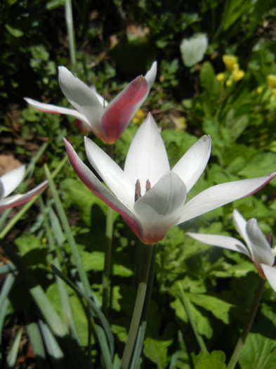 Tulipa Peppermint Stick (2012, April 16)