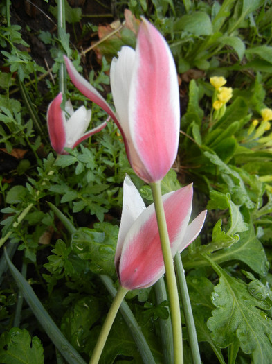 Tulipa Peppermint Stick (2012, April 16)