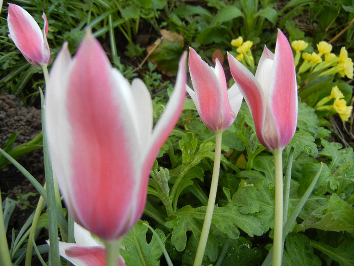 Tulipa Peppermint Stick (2012, April 16) - Tulipa Peppermint Stick