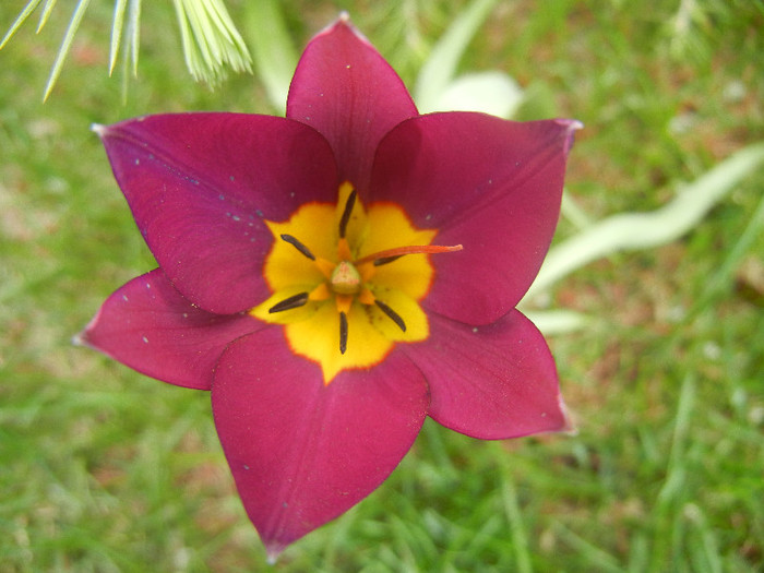 Tulipa Persian Pearl (2012, April 12) Tulipa Persian Pearl (2012, April 12)