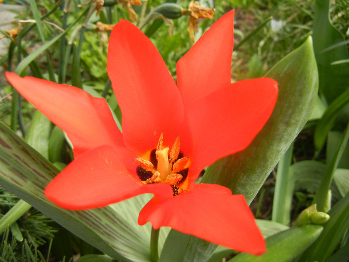 Tulipa Red Riding Hood (2012, April 12) - Tulipa Red Riding Hood