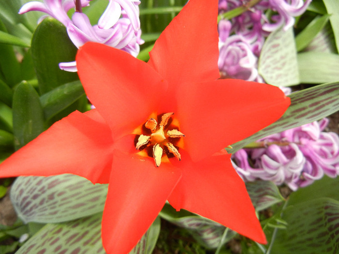Tulipa Red Riding Hood (2012, April 12)