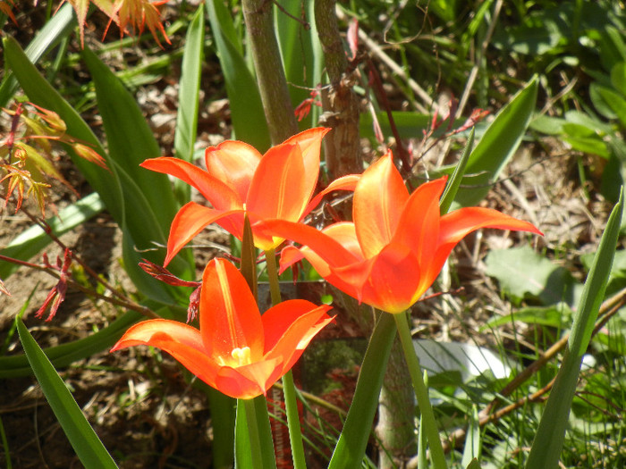 Tulipa Synaeda Orange (2012, April 13) - Tulipa Synaeda Orange