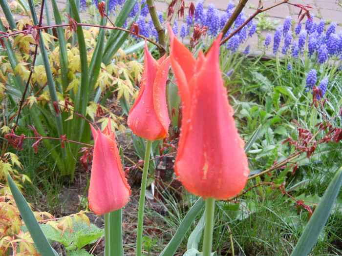 Tulipa Synaeda Orange (2012, April 15) - Tulipa Synaeda Orange