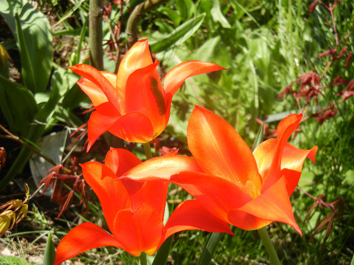 Tulipa Synaeda Orange (2012, April 16)