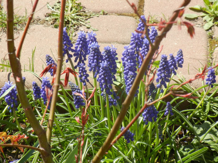 Muscari armeniacum (2012, April 13)
