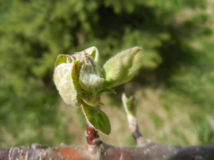 Apple Blossom_Flori mar (2012, April 04)