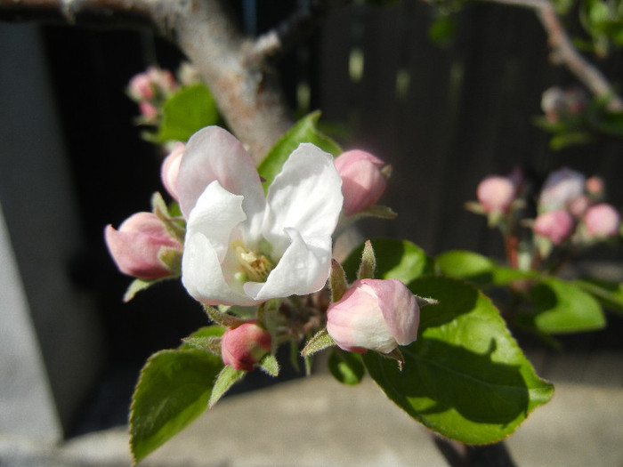 Apple Blossom_Flori mar (2012, April 11)