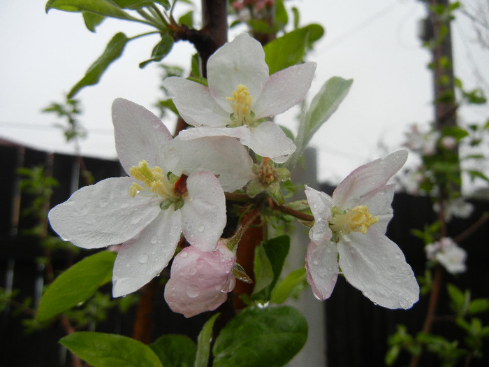Apple Blossom_Flori mar (2012, April 15)