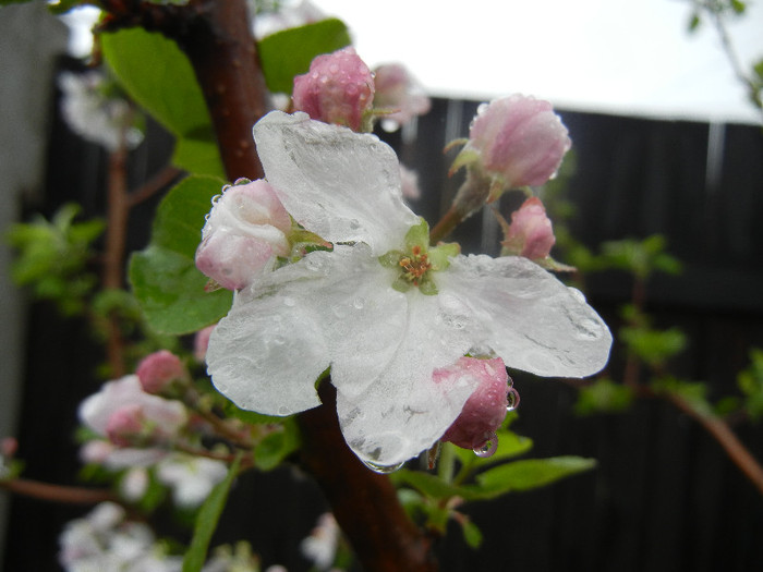 Apple Blossom_Flori mar (2012, April 15)